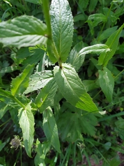 Crepis pyrenaica