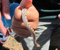 Hypsiglena ochrorhynchus klauberi