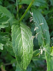 Crepis pyrenaica