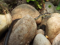 Hierophis viridiflavus