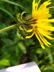Crepis pyrenaica