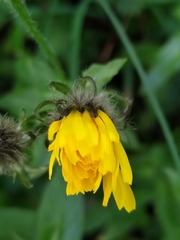 Crepis pyrenaica
