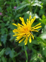 Crepis pyrenaica