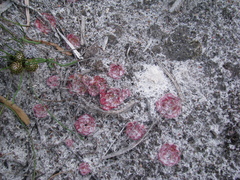 Drosera zonaria