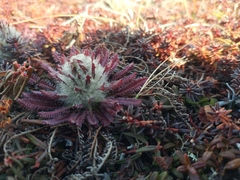 Pedicularis alopecuroides