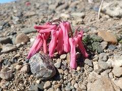 Dicentra peregrina