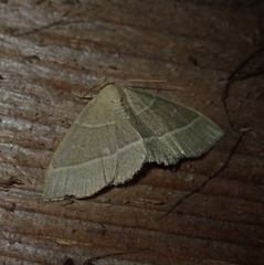 Trisateles emortualis