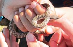 Hypsiglena ochrorhynchus klauberi