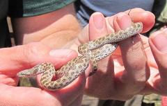 Hypsiglena ochrorhynchus klauberi