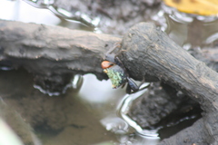 Parasesarma brevicristatum