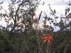 Lambertia inermis