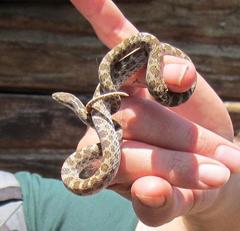 Hypsiglena ochrorhynchus klauberi