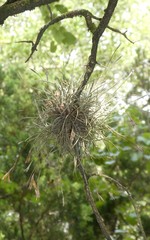 Tillandsia recurvata