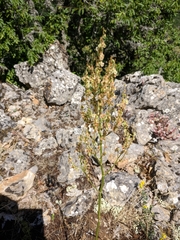 Rumex tuberosus