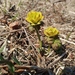 Trollius membranostylis - Photo (c) Илья Уколов, some rights reserved (CC BY-NC), uploaded by Илья Уколов