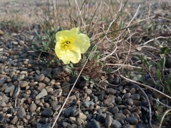 Papaver lapponicum orientale