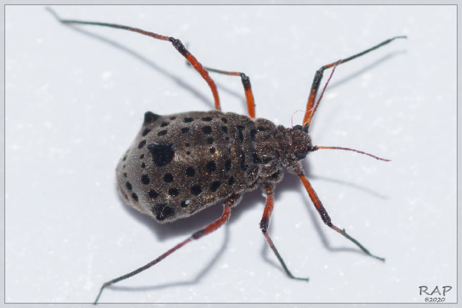 Giant Willow Aphid