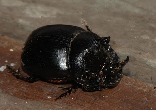Copris sacontala