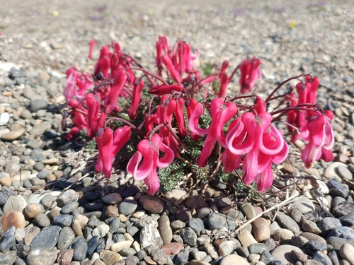 Dicentra peregrina iNat (1)