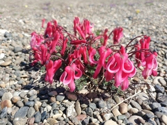 Dicentra peregrina