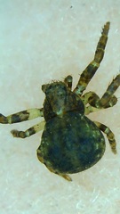 Araneae