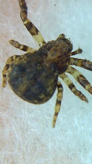 Araneae