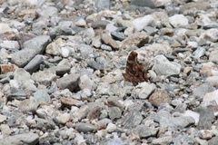 Polygonia comma