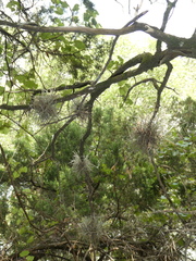 Tillandsia recurvata