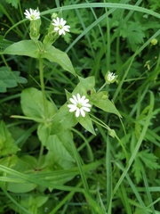 Stellaria aquatica