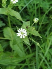 Stellaria aquatica