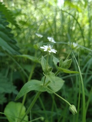 Stellaria aquatica