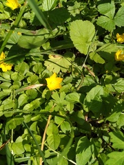 Lysimachia nummularia