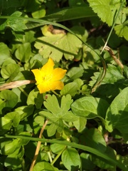 Lysimachia nummularia