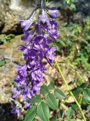 Delphinium fissum