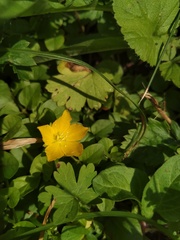 Lysimachia nummularia