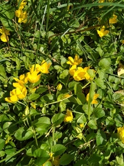 Lysimachia nummularia