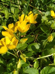 Lysimachia nummularia