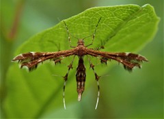 Geina tenuidactylus