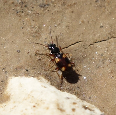 Bembidion quadrimaculatum