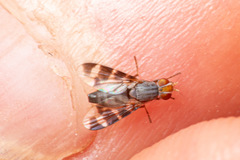 Herina ruficeps