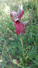Serapias cordigera