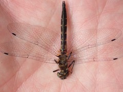 Dorocordulia lepida