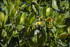 Rhizophora mangle image