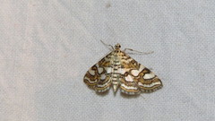 Elophila ekthlipsis