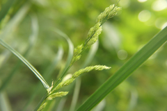 Dactylis glomerata lobata