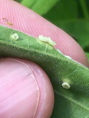 Phylloteras volutellae