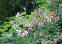 Weigela decora