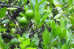 Citrus × aurantiifolia