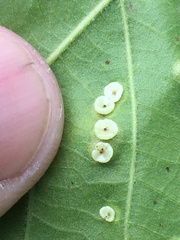 Phylloteras volutellae