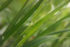 Dactylis glomerata lobata